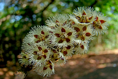 Elaeocarpus glandulosus